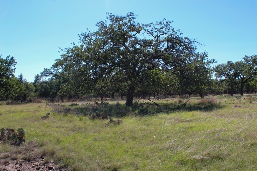 8.8 acres in Kerr County gallery image 3