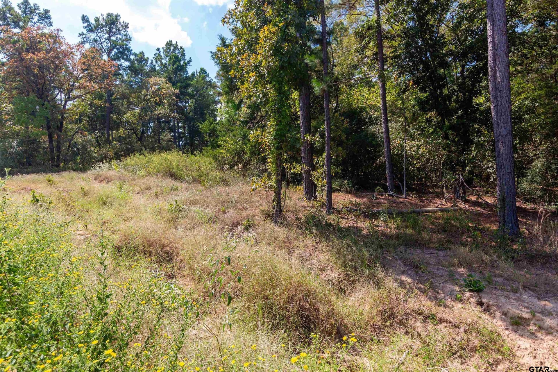 10.01 acres in Wood County gallery image 4