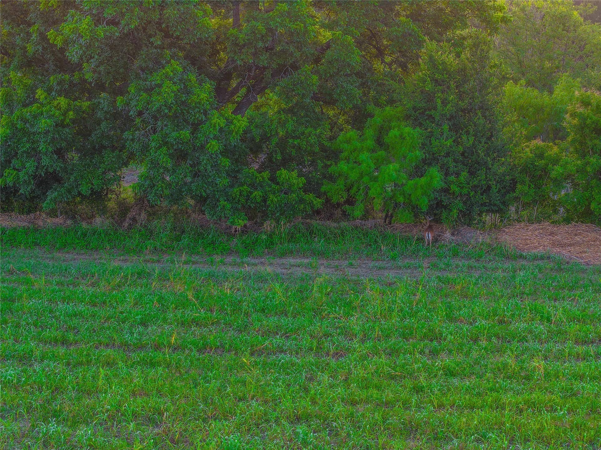 75.5 acres in Falls County - photo 17