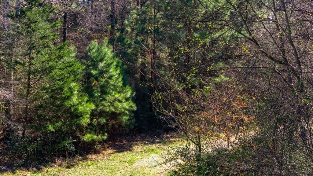 66.44 acres in Texas County - photo 7