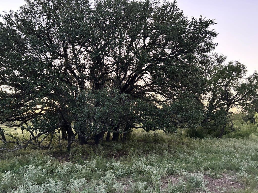52.03 acres in Schleicher County - photo 12