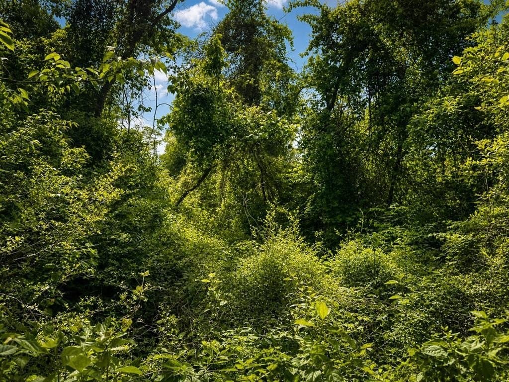 2.37 acres in Texas County gallery image 4
