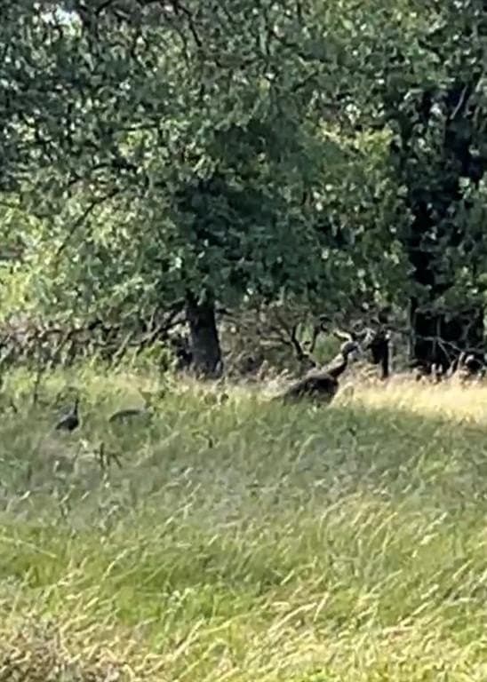 86.37 acres in Mills County gallery image 4