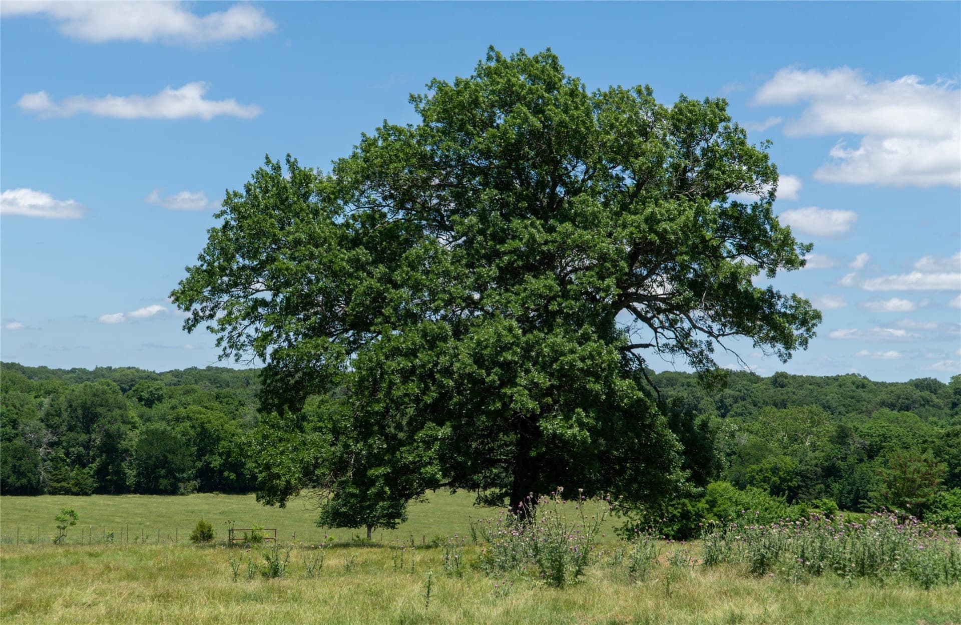 42.3 acres in Grayson County - photo 40