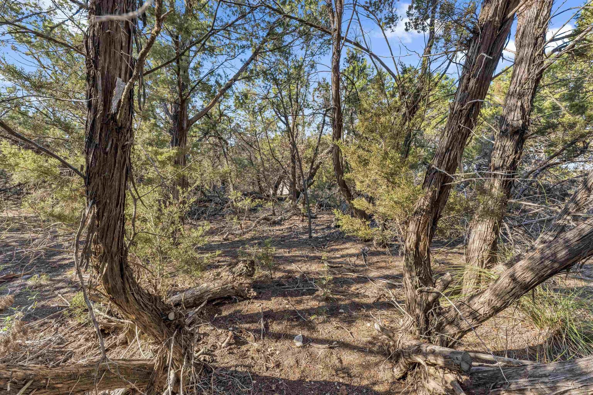 0.22 acres in Travis County - photo 8