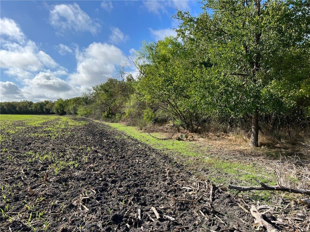 99 acres in Bell County gallery image 2
