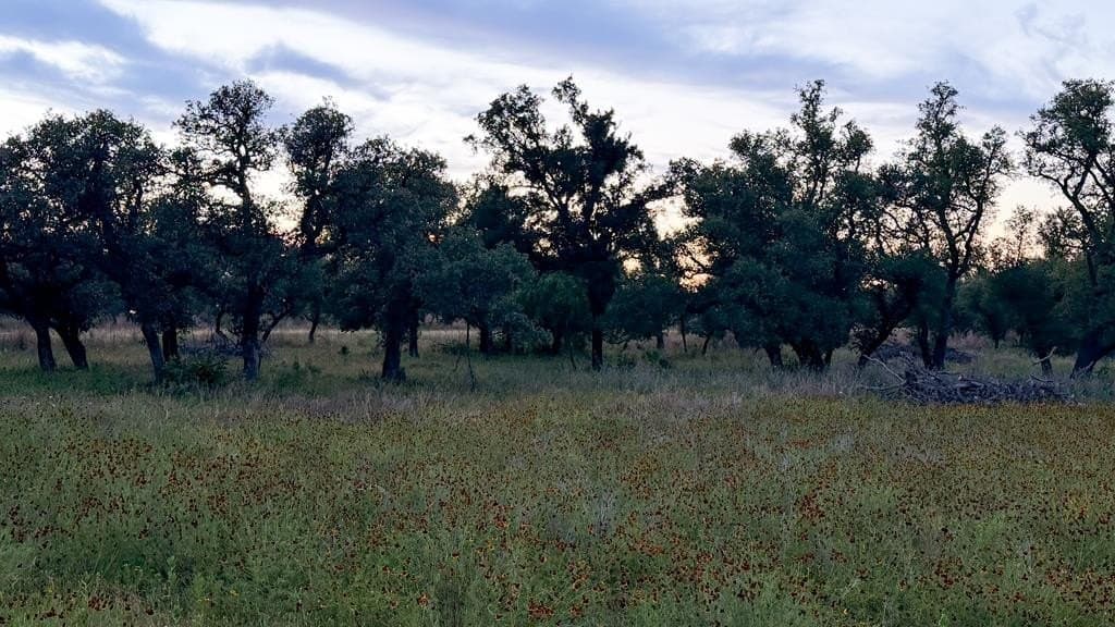 20.43 acres in Gillespie County
