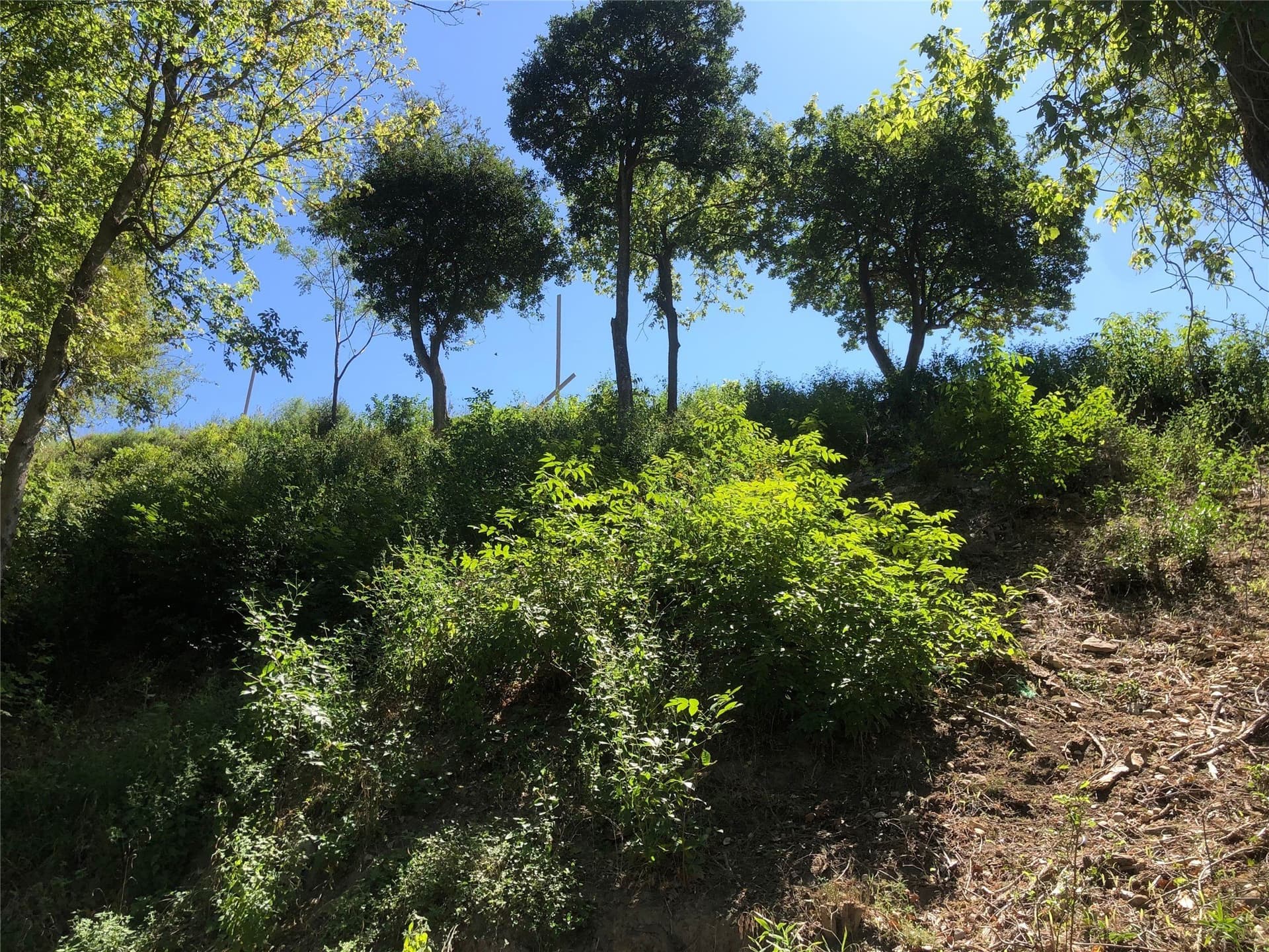 0.22 acres in Comal County - photo 40