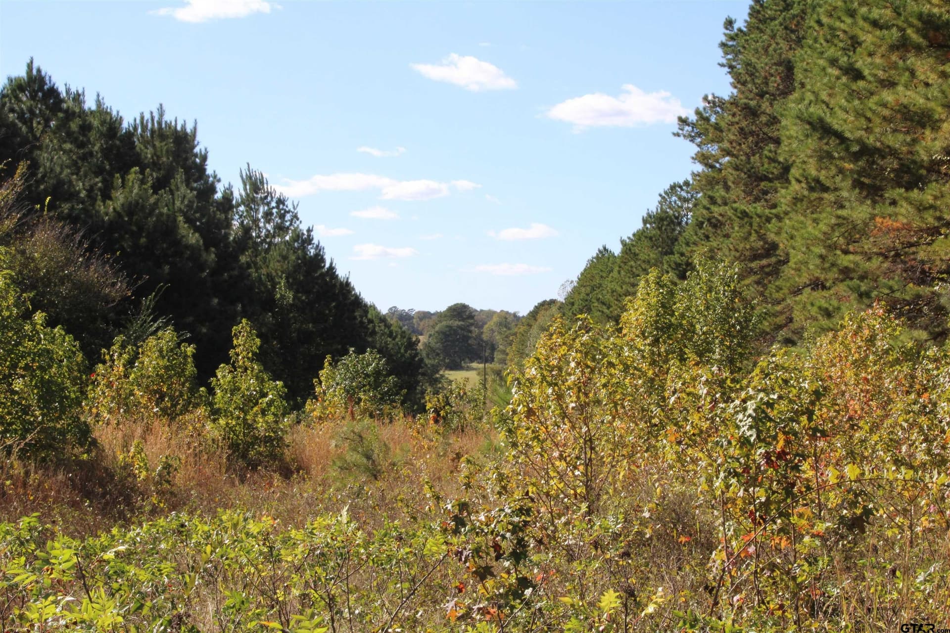 37.4 acres in Cherokee County gallery image 4