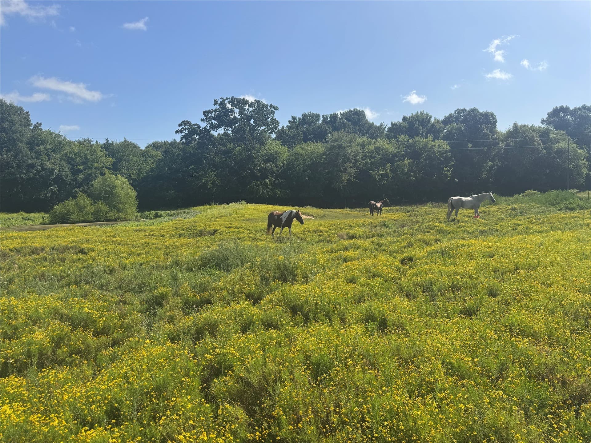 91.3 acres in Van Zandt County - photo 19