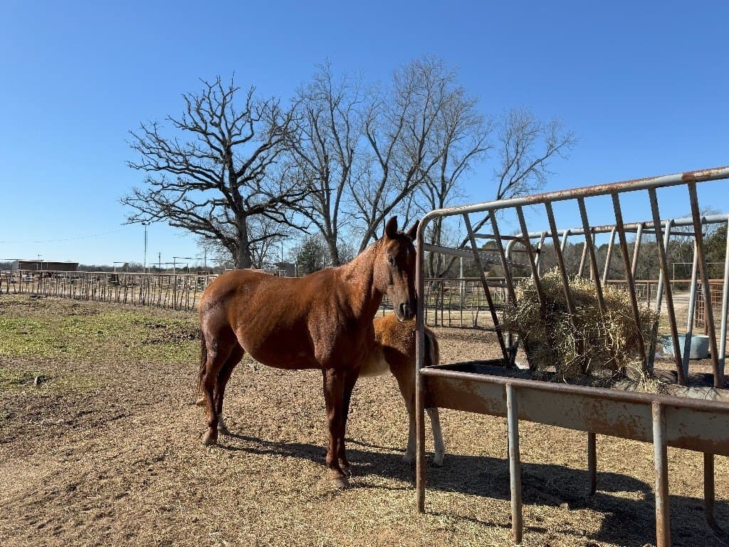 91.3 acres in Van Zandt County - photo 10