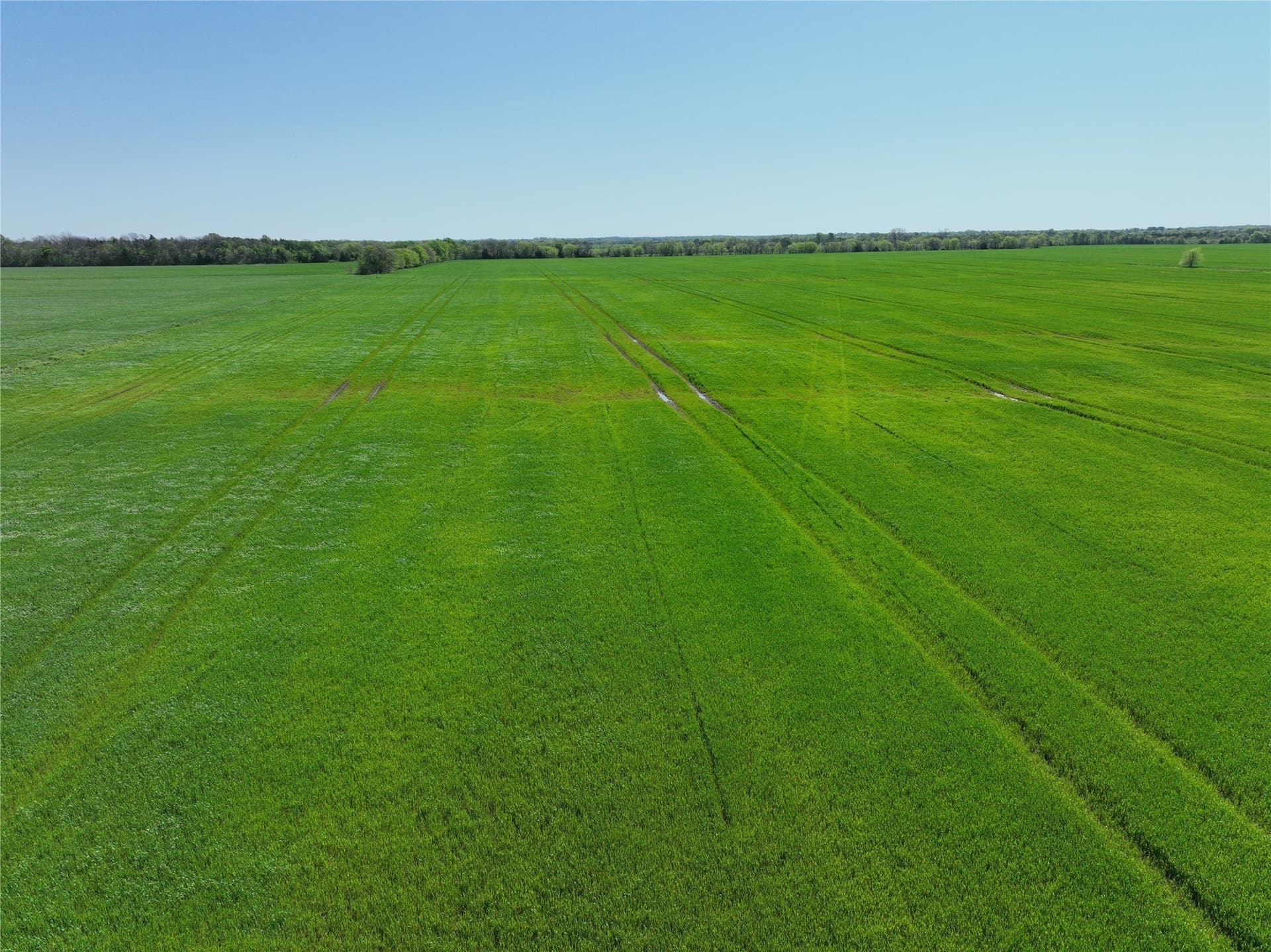 53.58 acres in Lamar County gallery image 4