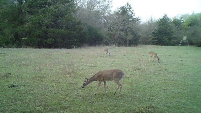 50.69 acres in Limestone County gallery image 2