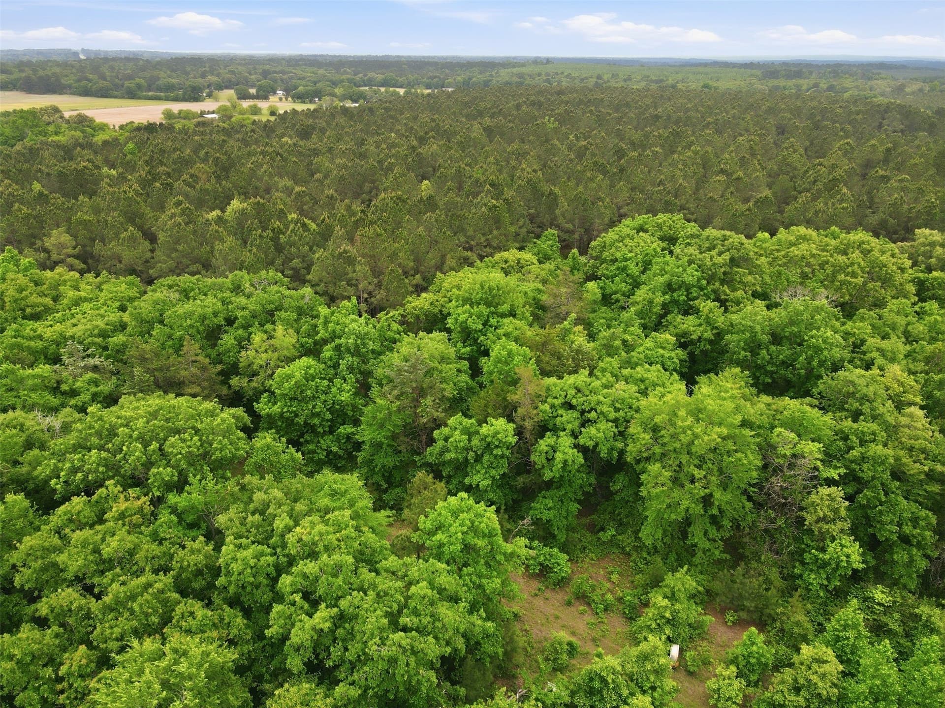 93 acres in Wood County - photo 11