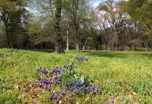 5 acres in Fannin County - photo 9