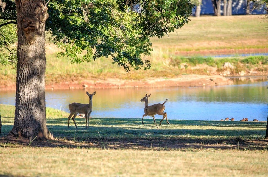 0.33 acres in Gillespie County - photo 13