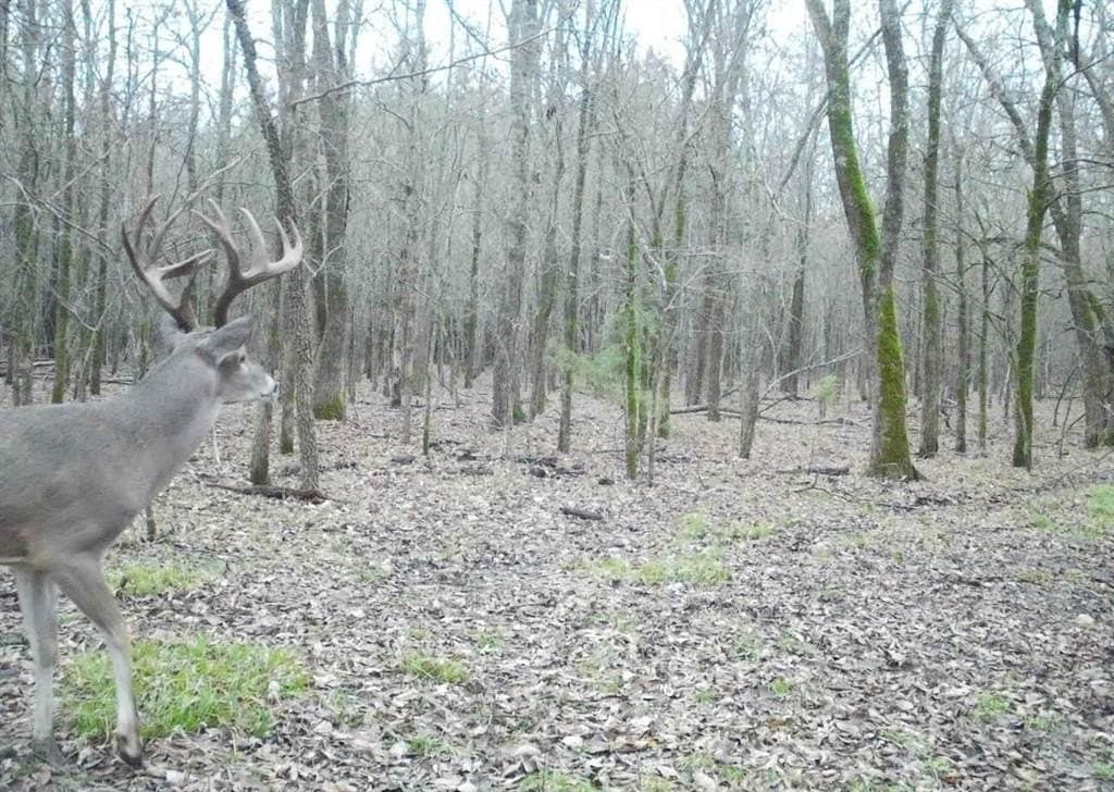 56.27 acres in Lamar County featured view