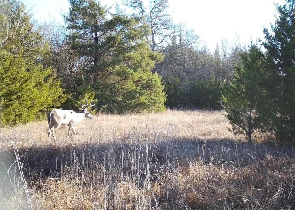 56.27 acres in Lamar County gallery image 4