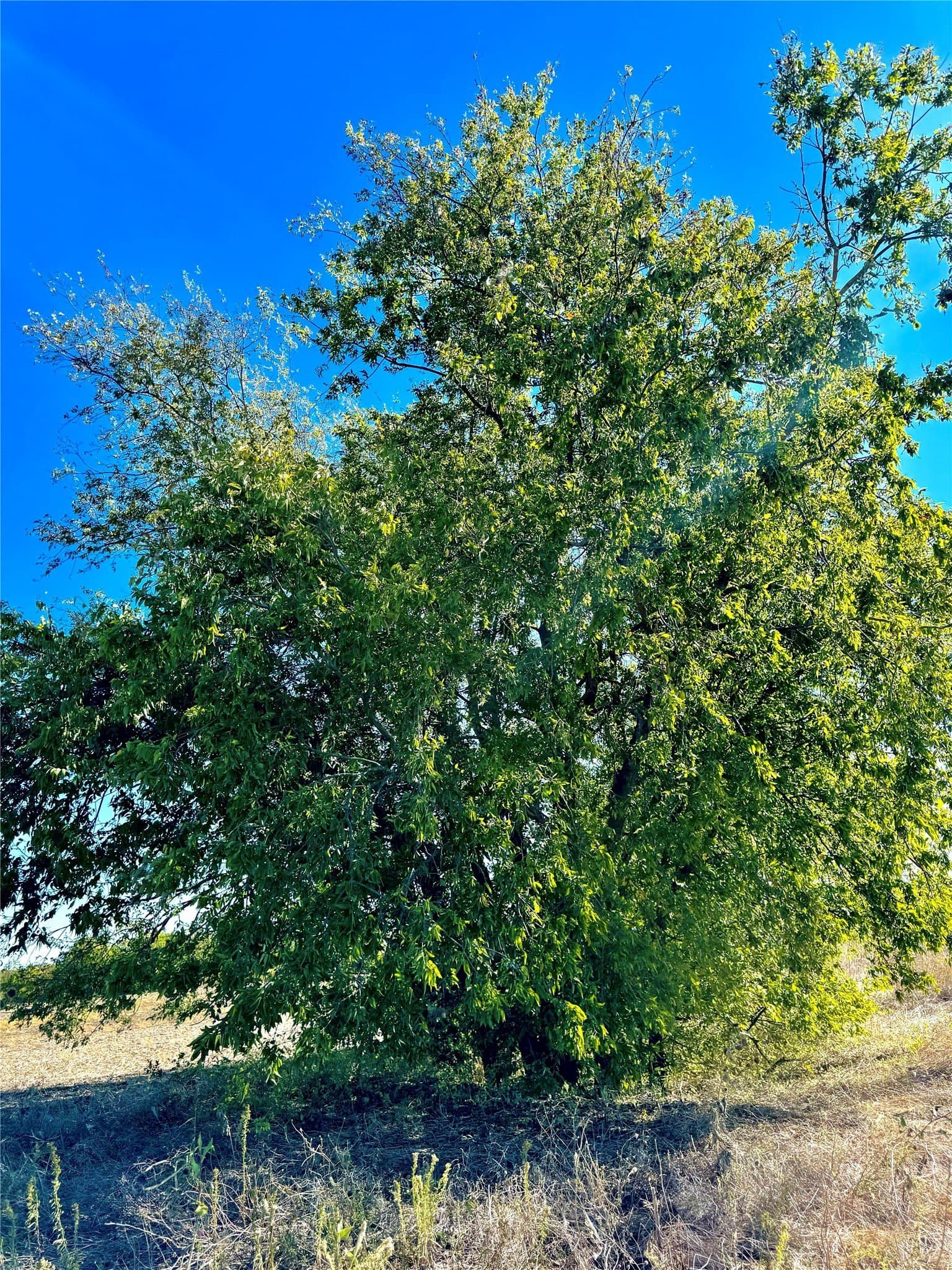 1.5 acres in Collin County - photo 4