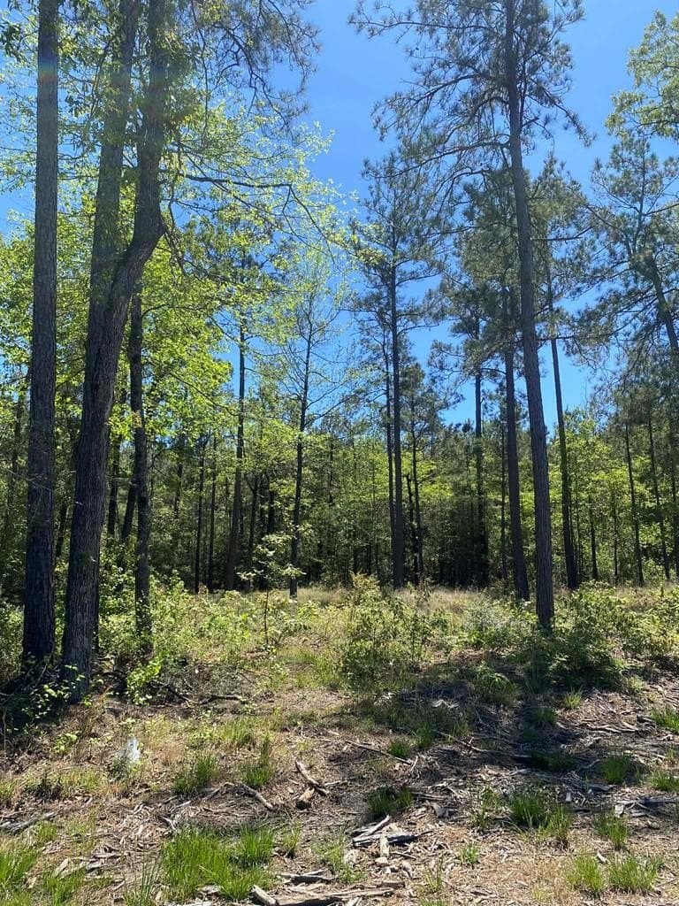 2 acres in Texas County featured view