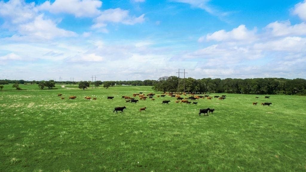 72 acres in Kaufman County gallery image 4