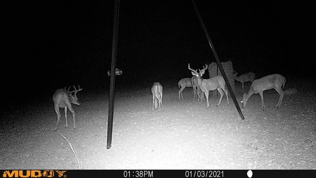 2,472.72 acres in Terrell County gallery image 2