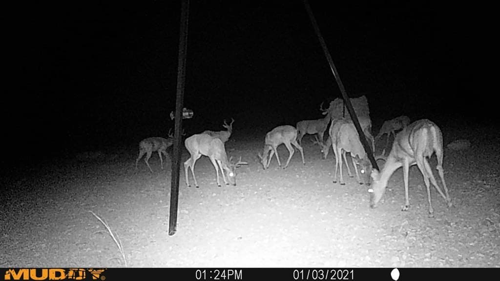 2,472.72 acres in Terrell County gallery image 3