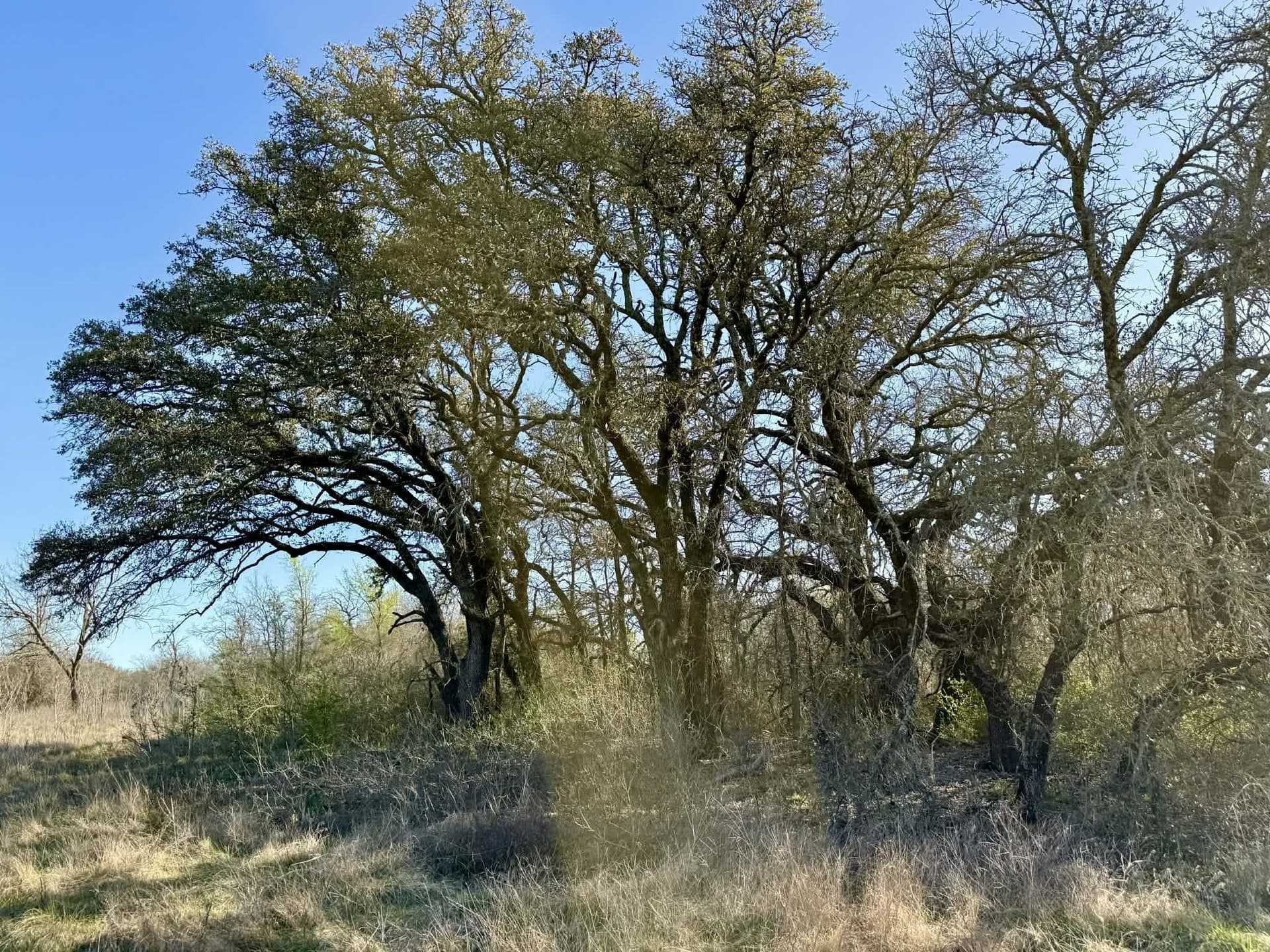 20.02 acres in Comanche County - photo 6