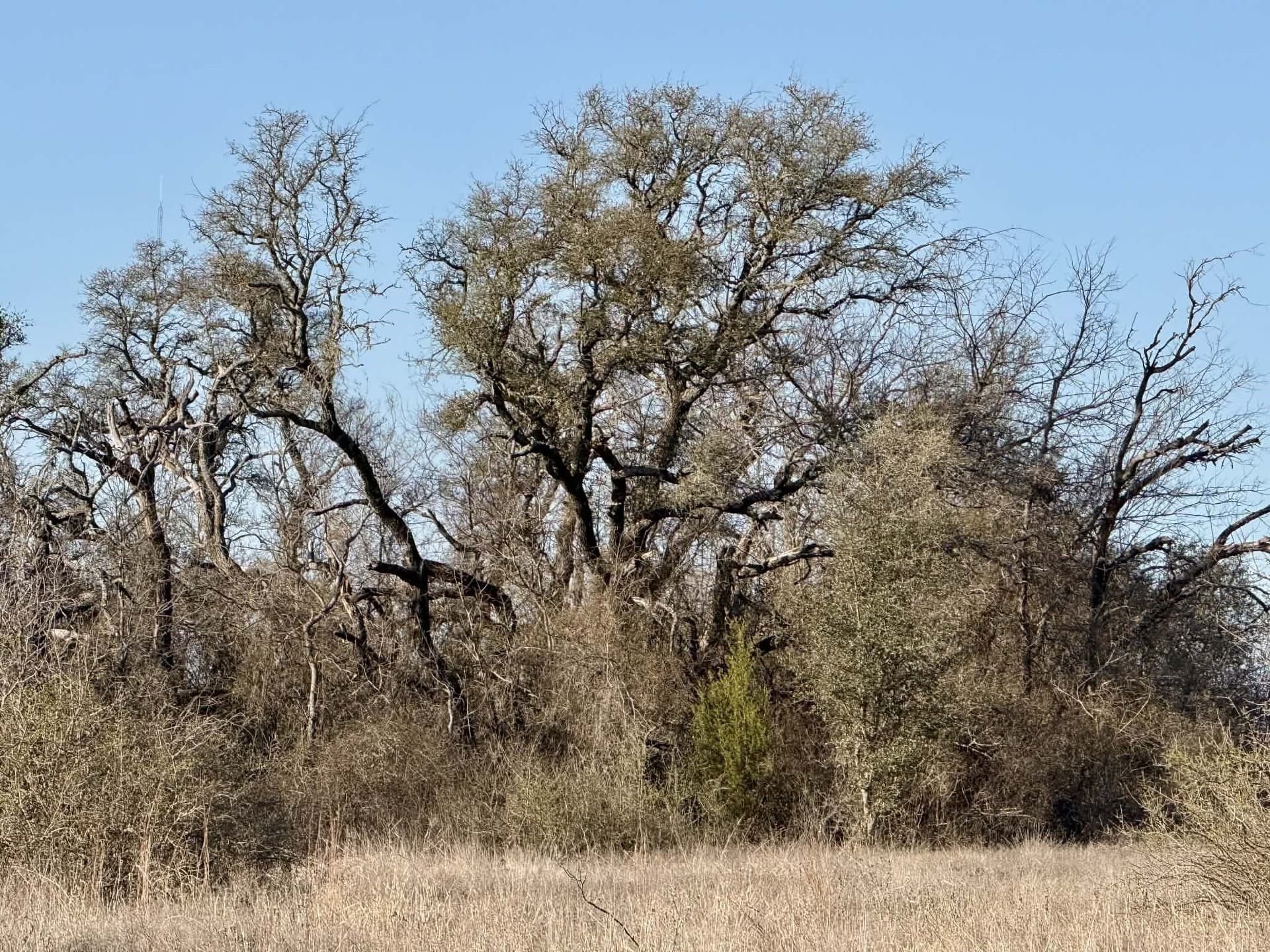 20.02 acres in Comanche County - photo 26