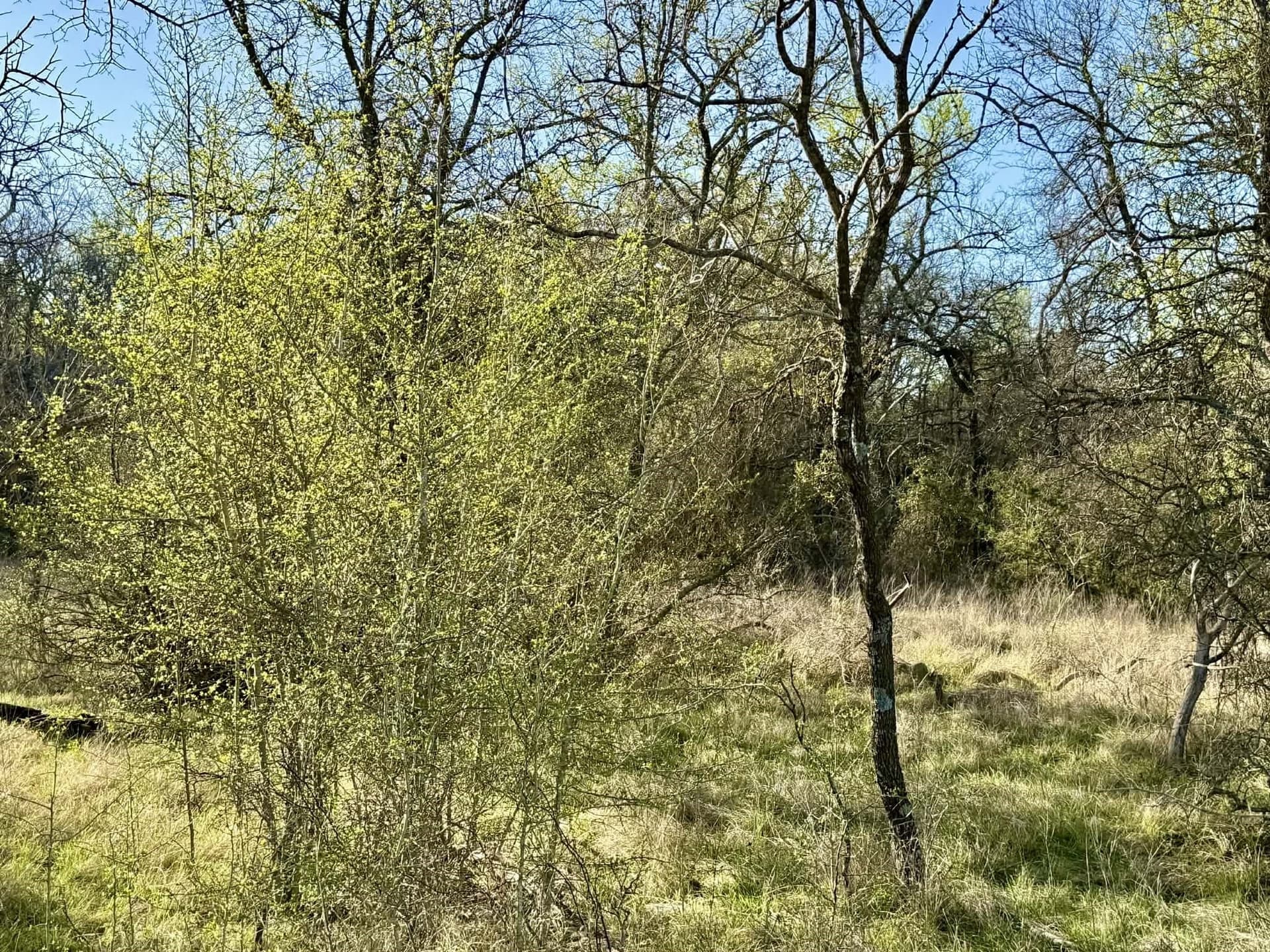 20.02 acres in Comanche County - photo 10