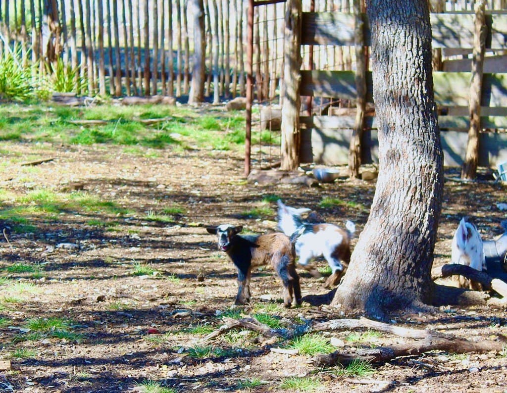 10 acres in Kerr County gallery image 2