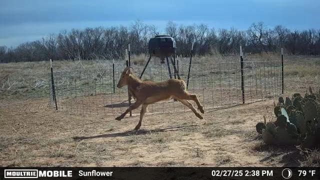 267.78 acres in Coleman County - photo 36