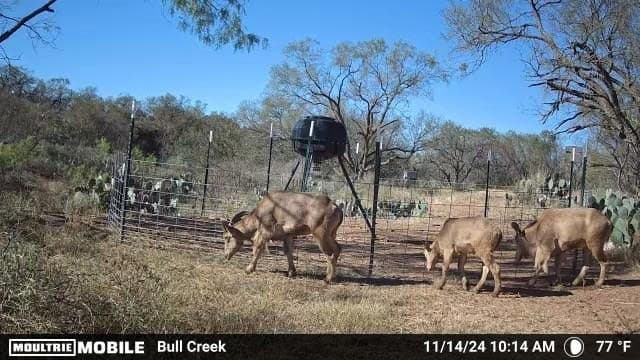267.78 acres in Coleman County - photo 34
