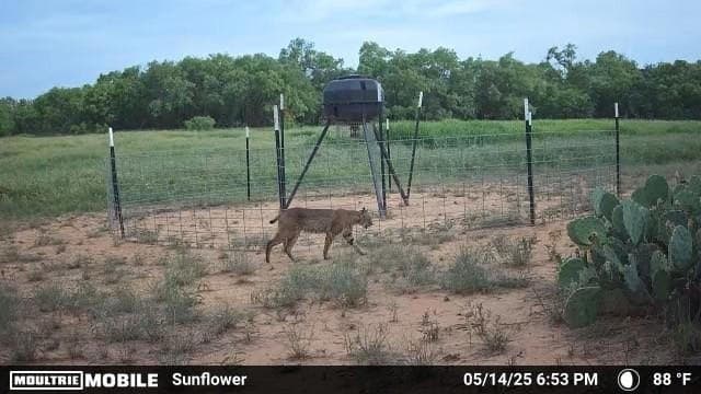 267.78 acres in Coleman County - photo 35