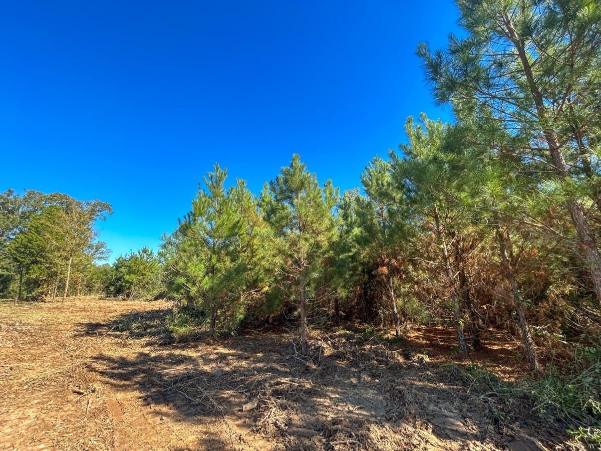 6.5 acres in Panola County - photo 14