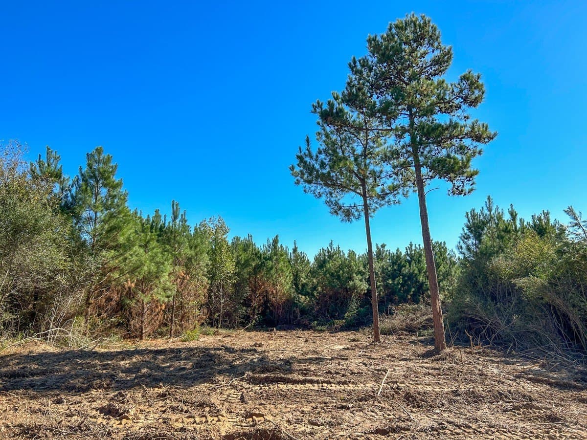 6.5 acres in Panola County - photo 4