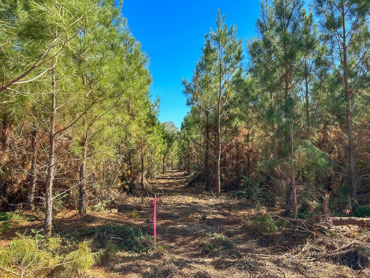 6.5 acres in Panola County - photo 12
