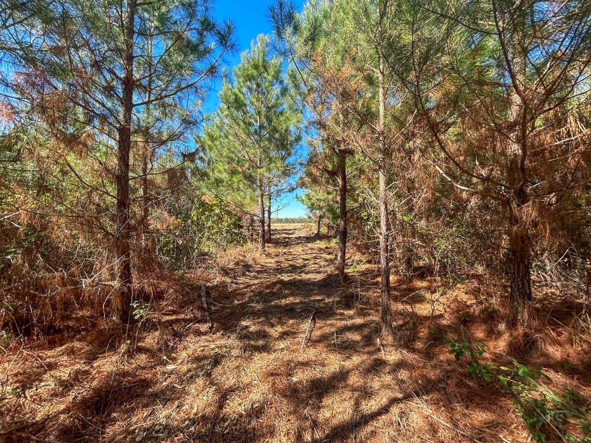 6.5 acres in Panola County - photo 11