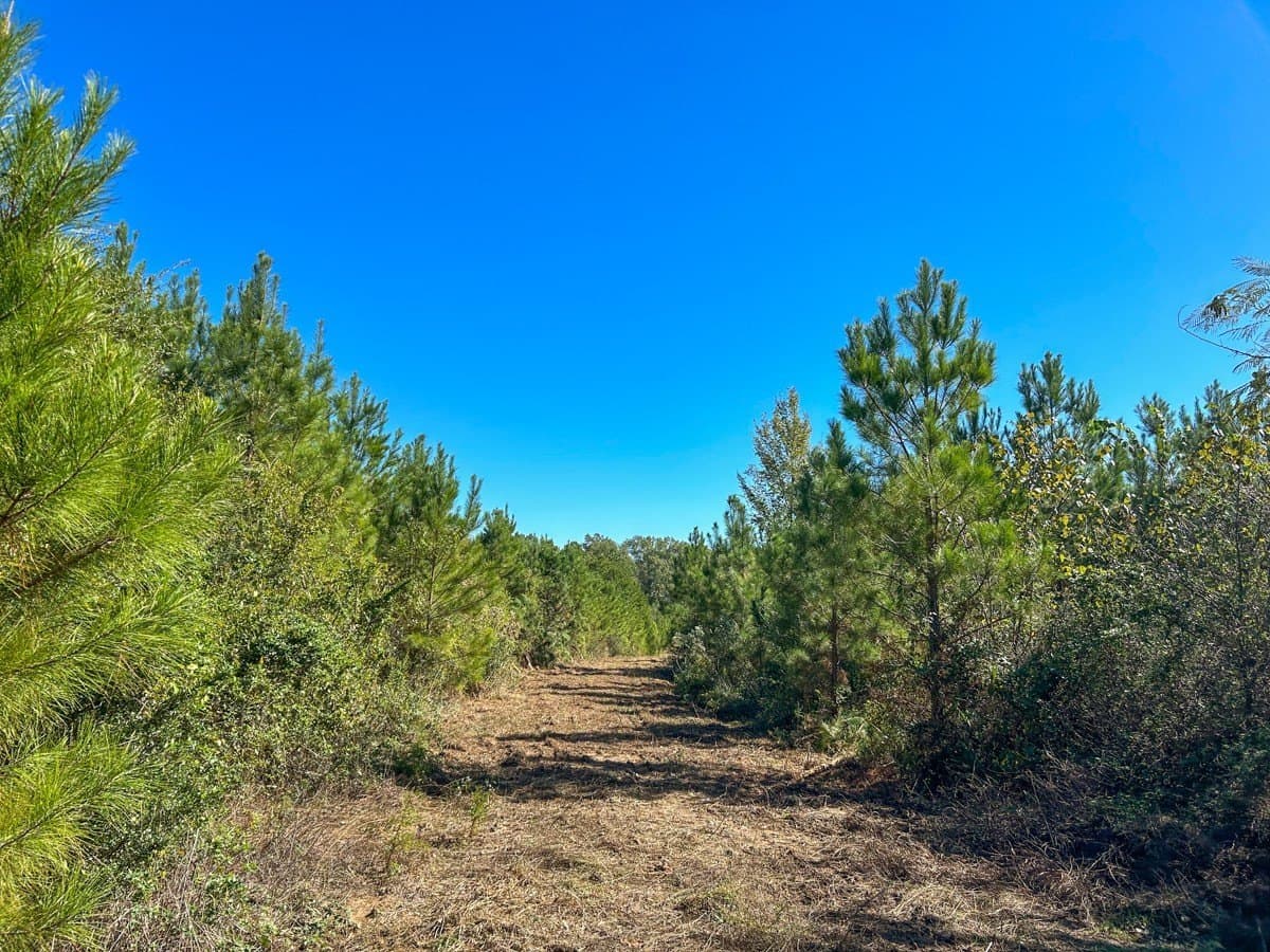 6.5 acres in Panola County - photo 13