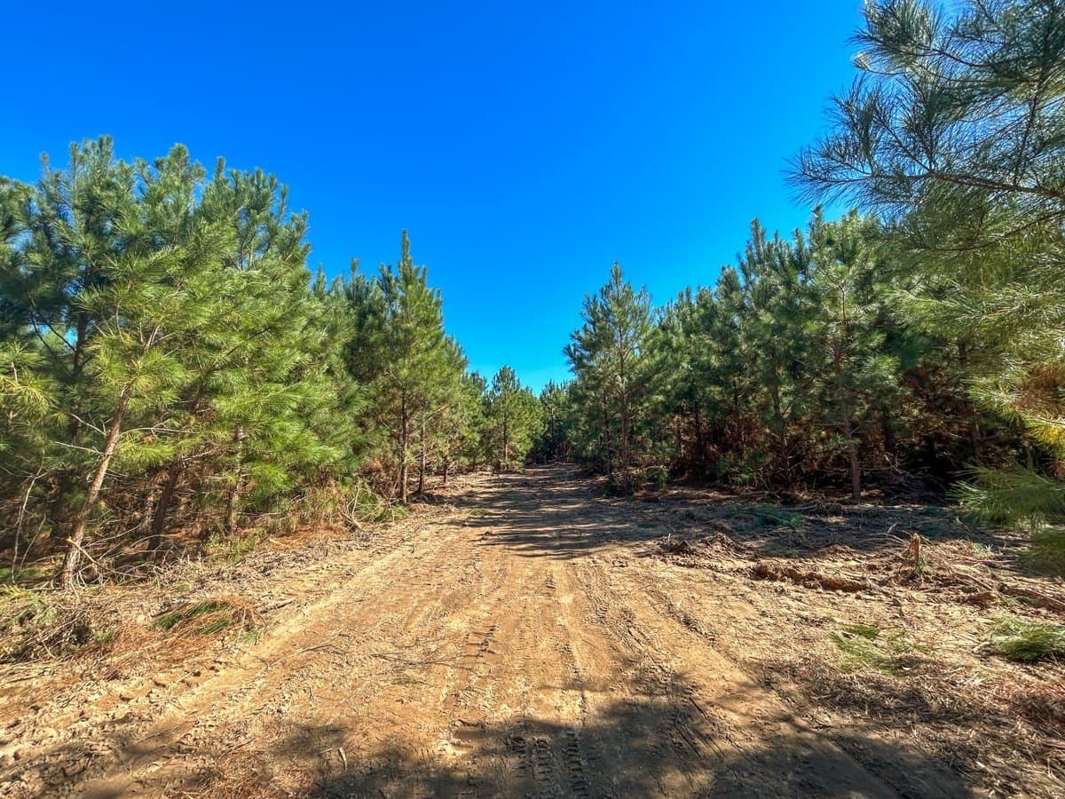 6.5 acres in Panola County - photo 10