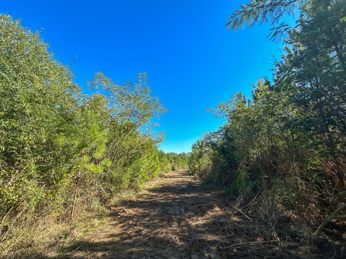 6.5 acres in Panola County - photo 6