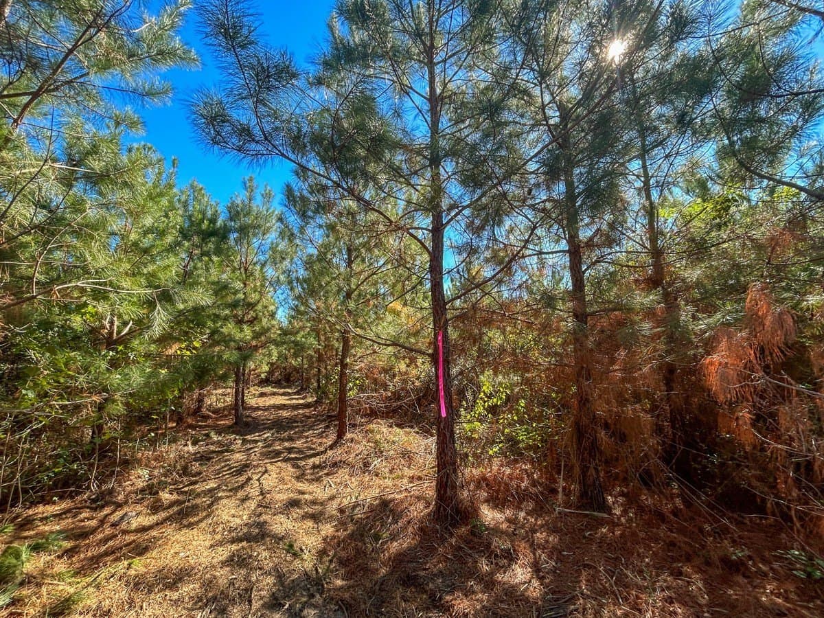 6.5 acres in Panola County - photo 5
