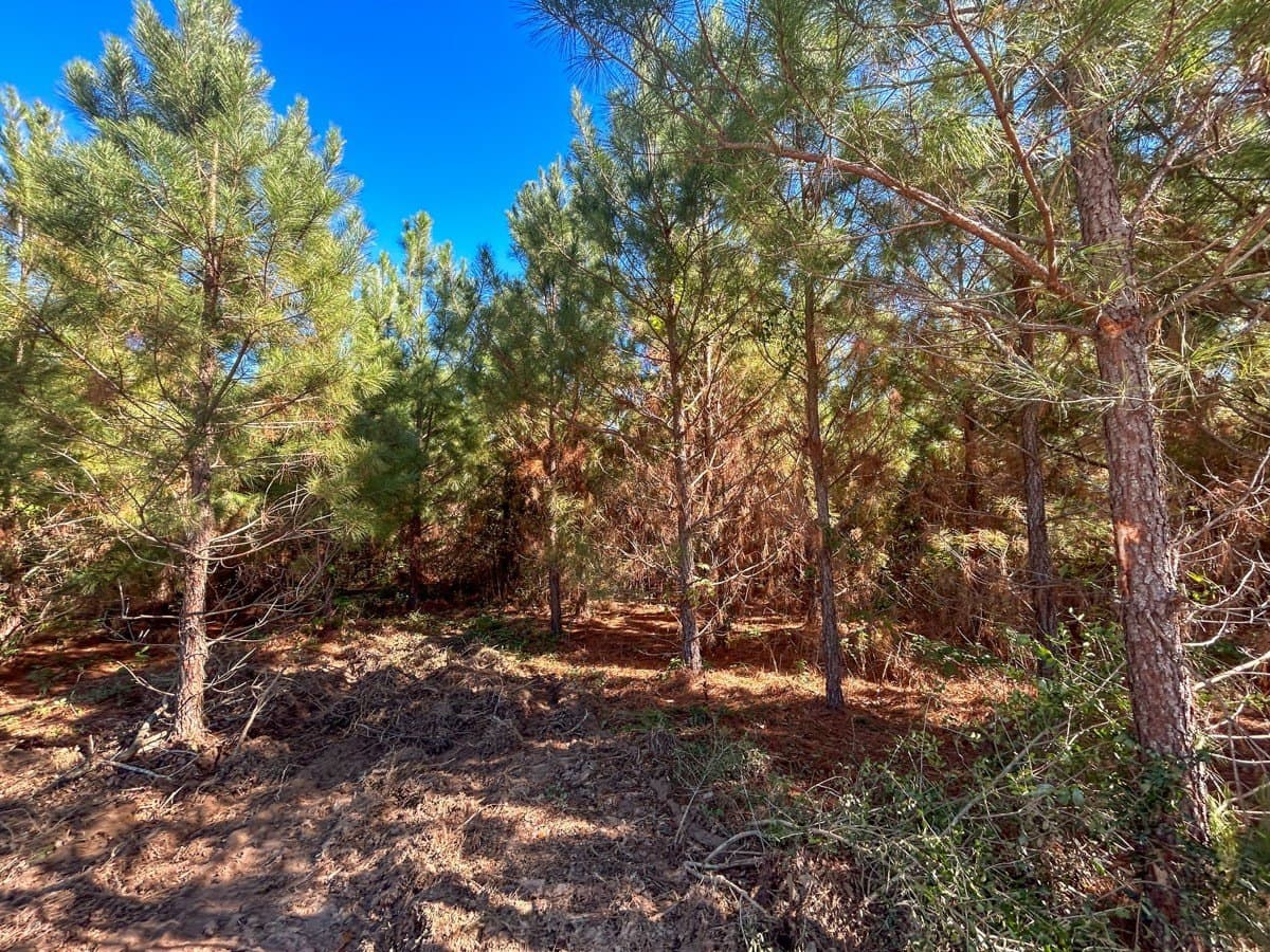 6.5 acres in Panola County - photo 8
