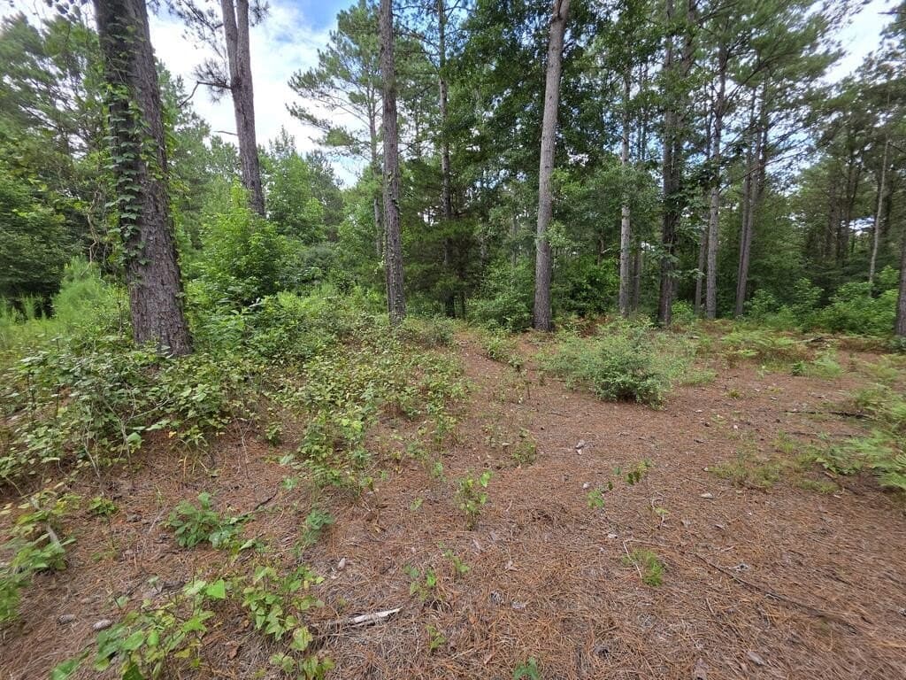 18 acres in Texas County - photo 9