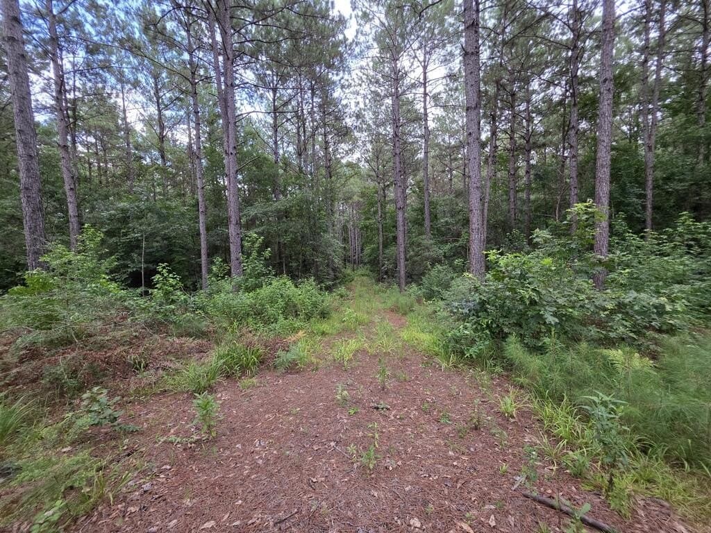 18 acres in Texas County - photo 10