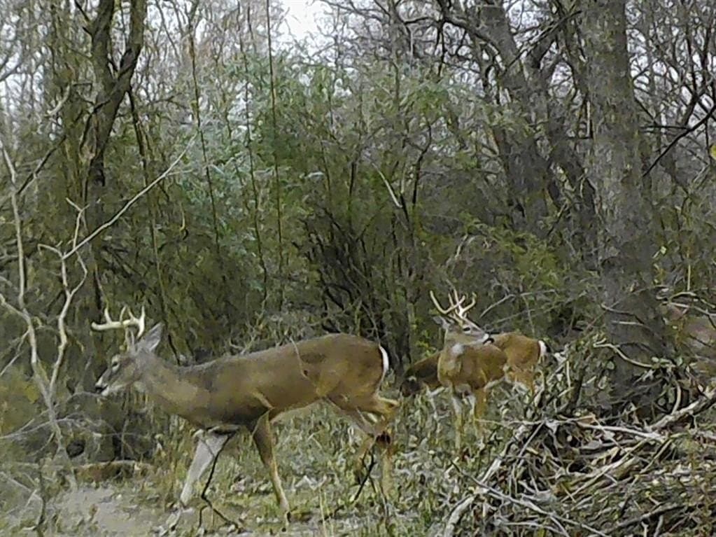 228.61 acres in Franklin (TX) County featured view