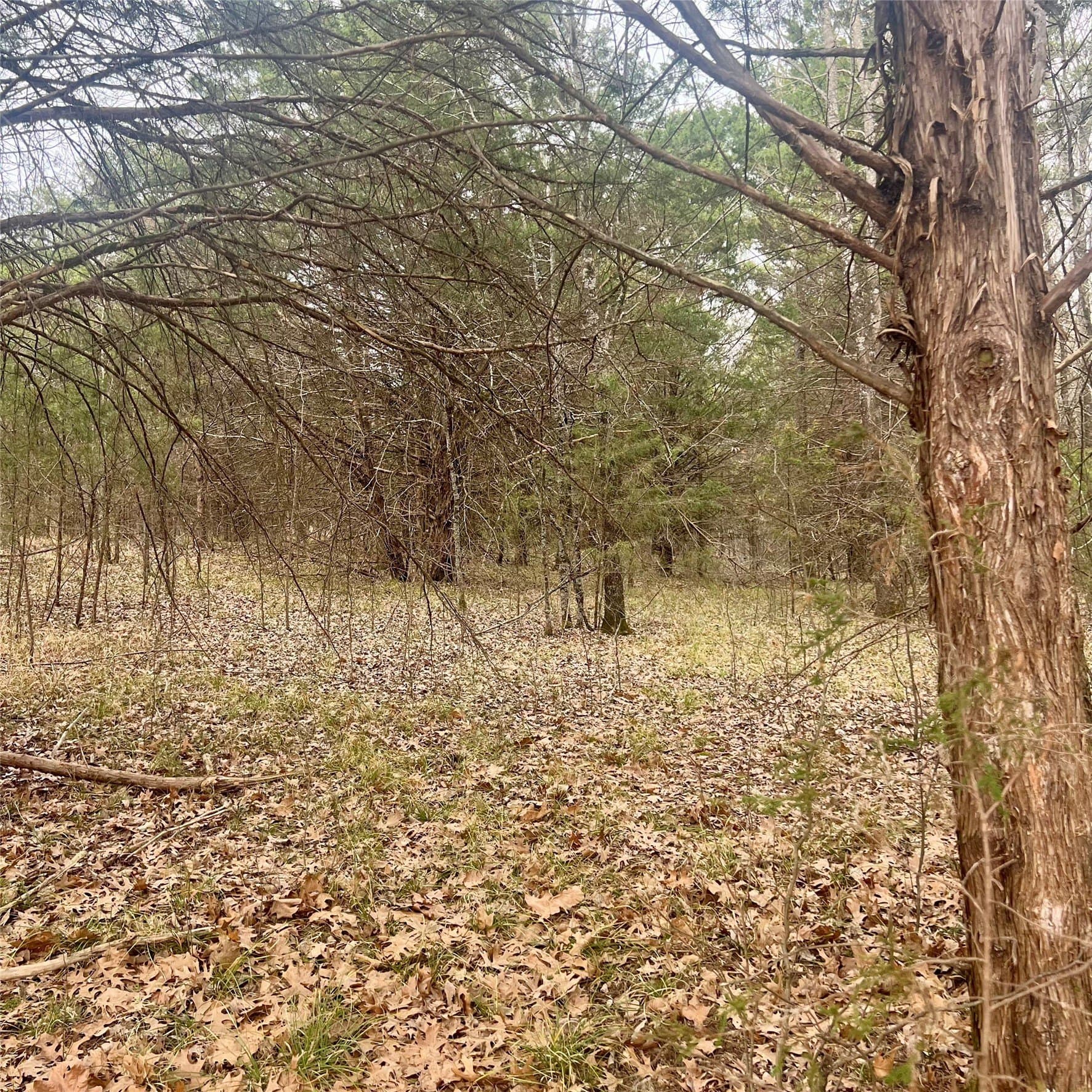 23.35 acres in Hopkins County - photo 11