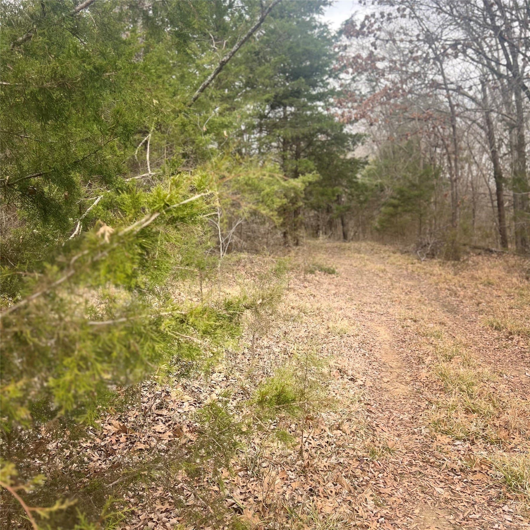 23.35 acres in Hopkins County - photo 8