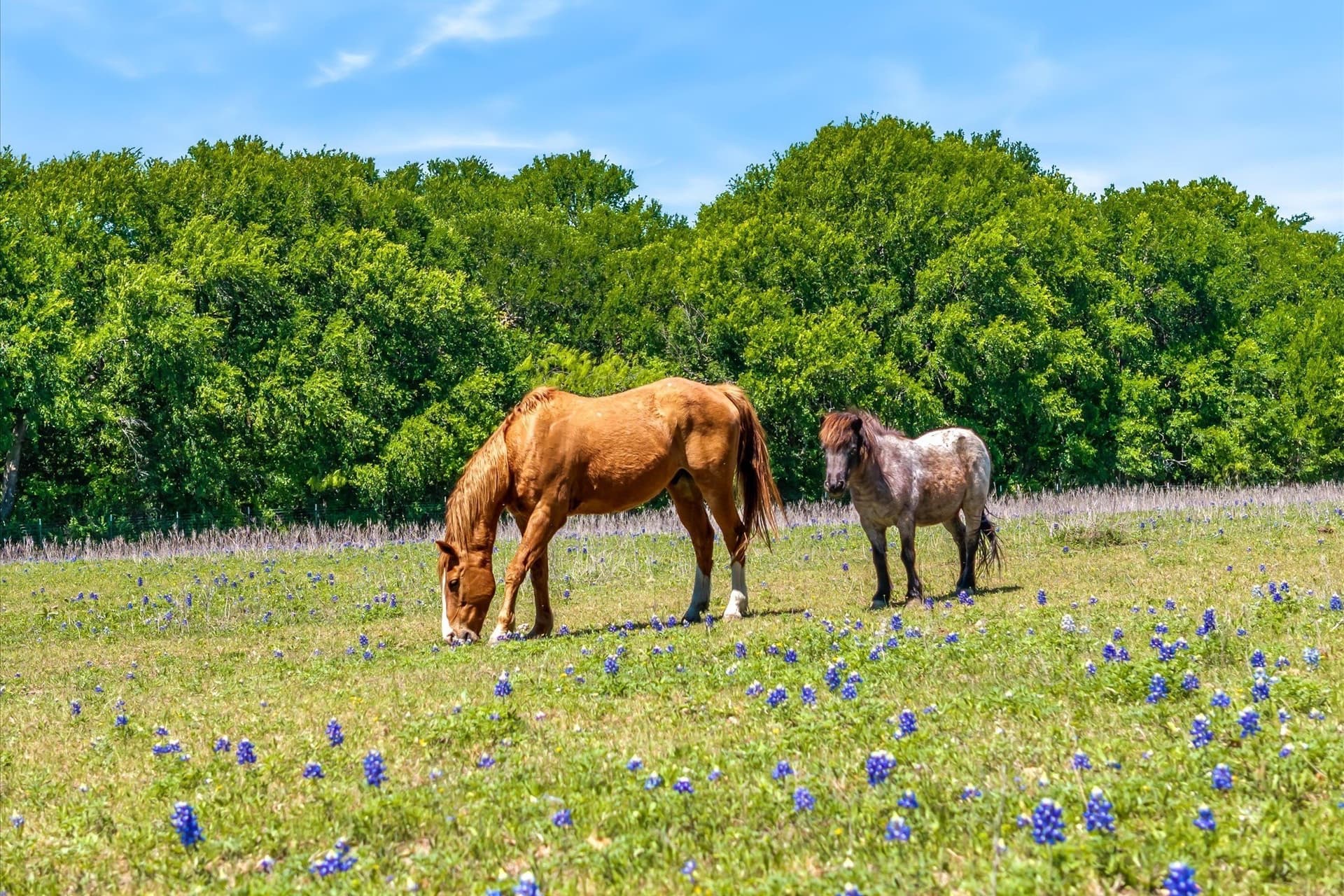 38.53 acres in Ellis County - photo 7