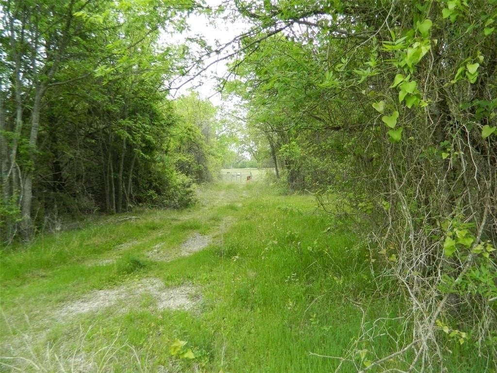 30 acres in Navarro County gallery image 4